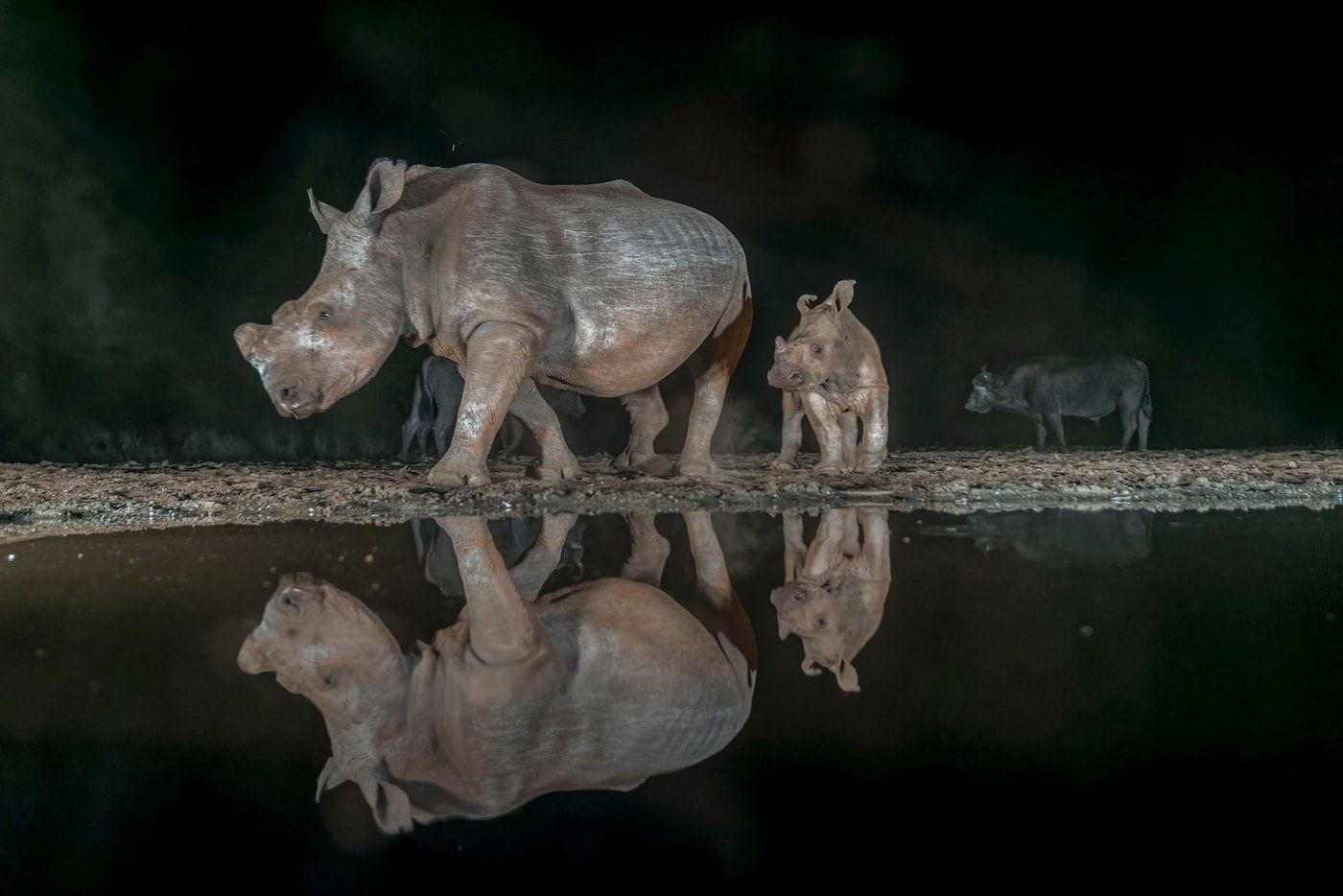 Black rhino drinking at a floodlit waterhole in Etosha after dark