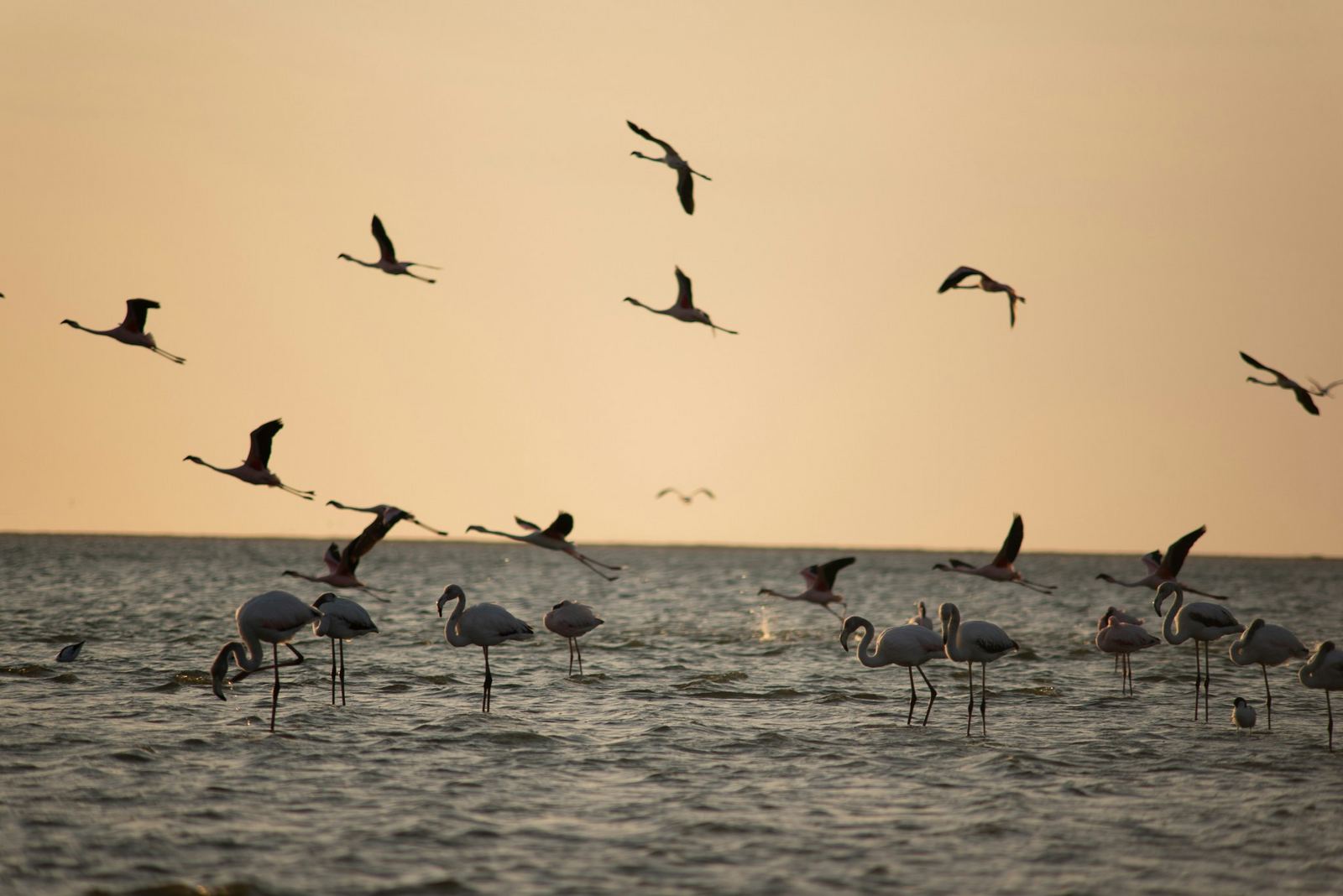 Flamingos on the Walvis Bay lagoon at dawn