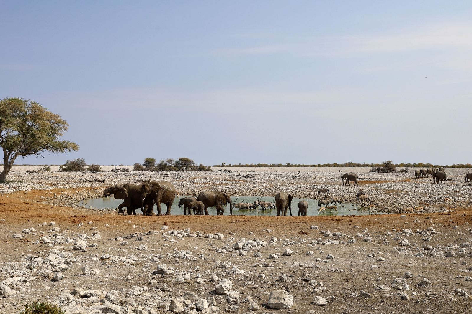 The white salt expanse of the Etosha pan with wildlife along its margin