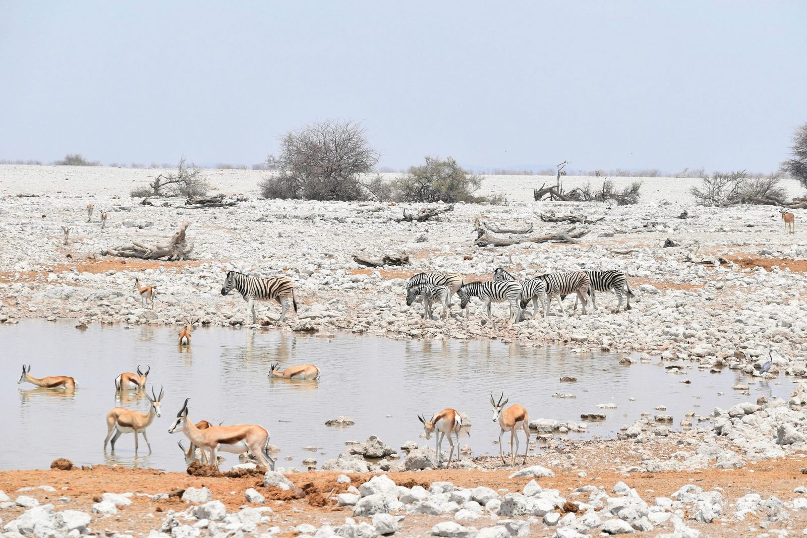 Wildlife gathered at an Etosha waterhole
