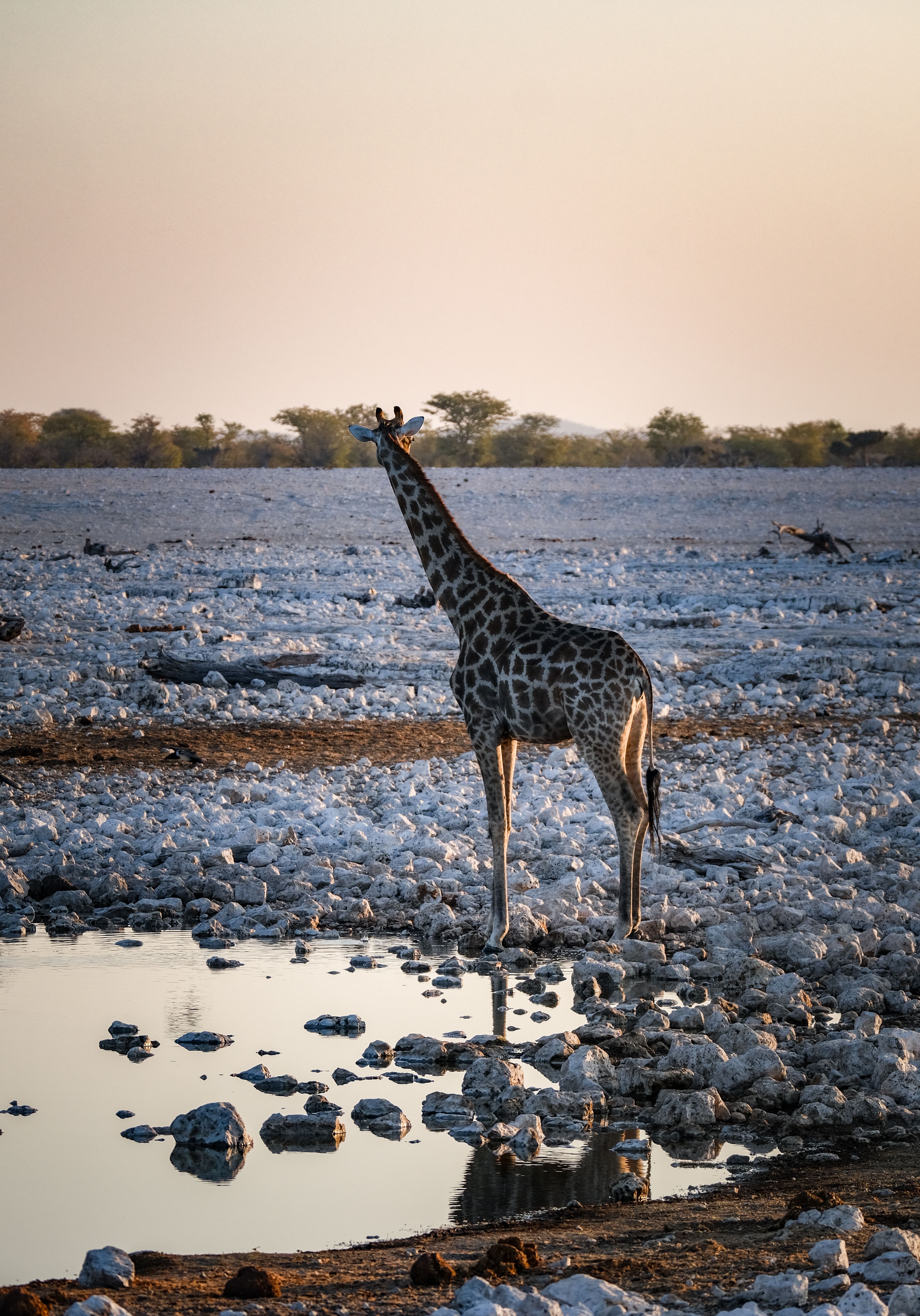 Giraffe standing at a rocky waterhole in Namibia at sunset