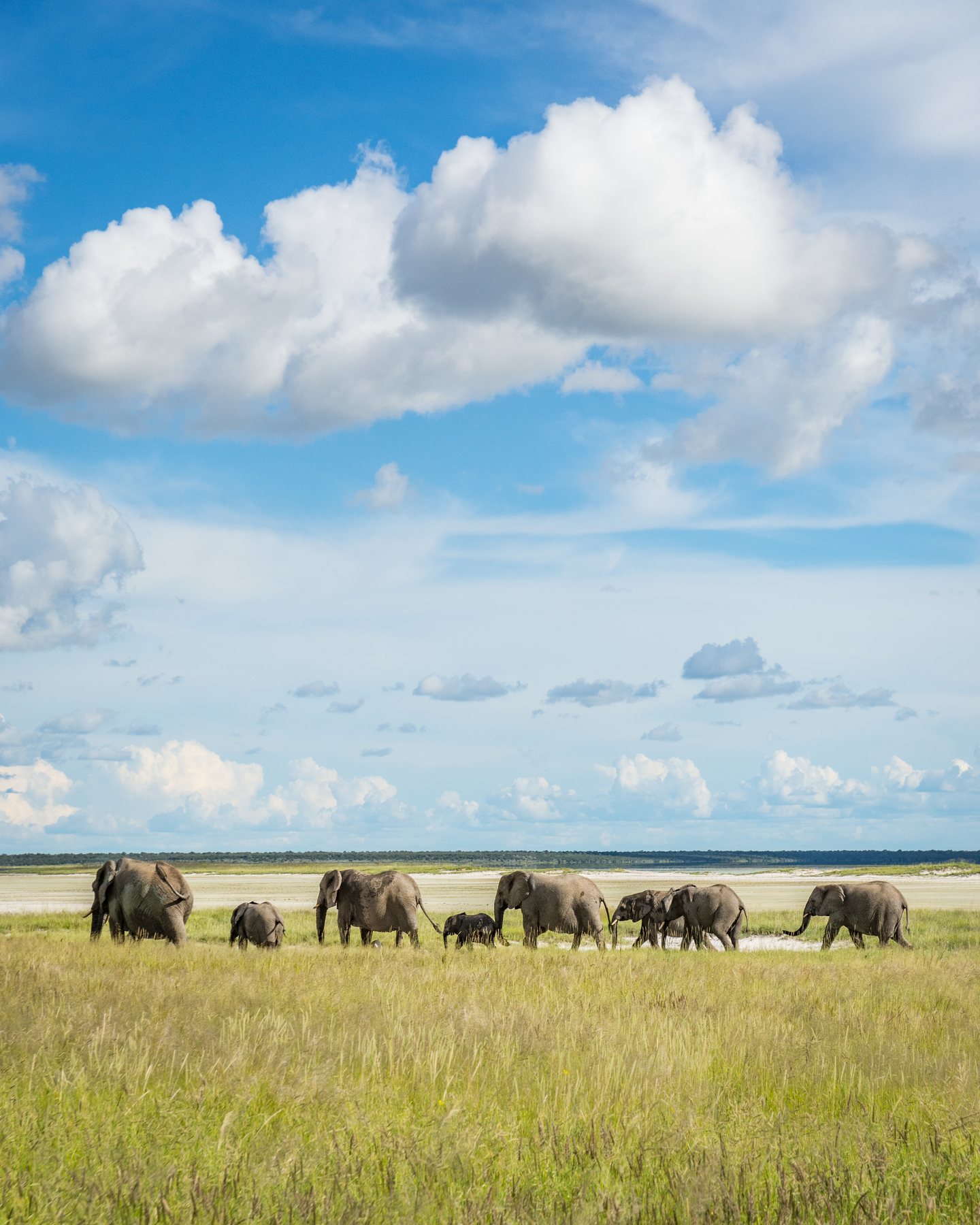 Elephants crossing the open Namibian landscape